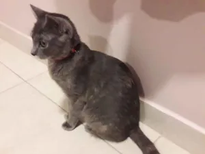 Gato raça  idade 7 a 11 meses nome Sem nome