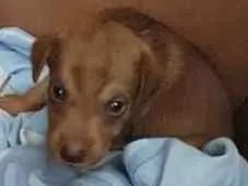 Cachorro raça  idade Abaixo de 2 meses nome Scoobby
