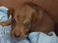 Scoobby
