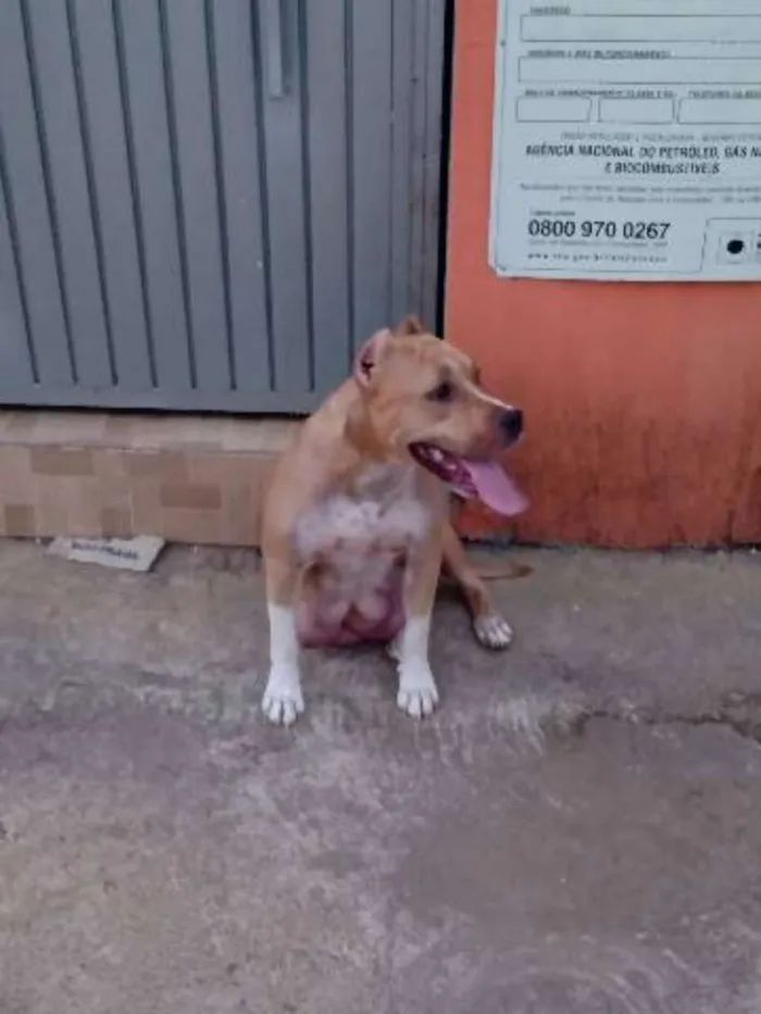 Cachorro ra a Stafordshire Terrier  idade 1 ano nome Hope 