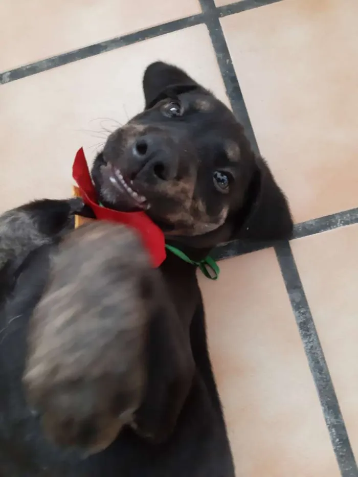 Cachorro ra a Dorberman idade 2 a 6 meses nome Rambo