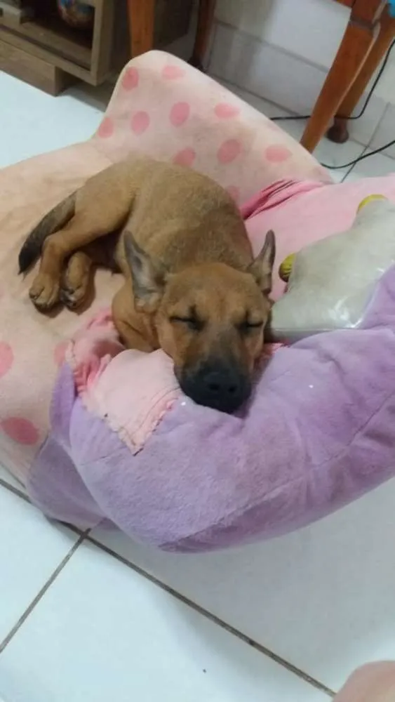 Cachorro ra a Vira lata idade 2 a 6 meses nome Jorginho