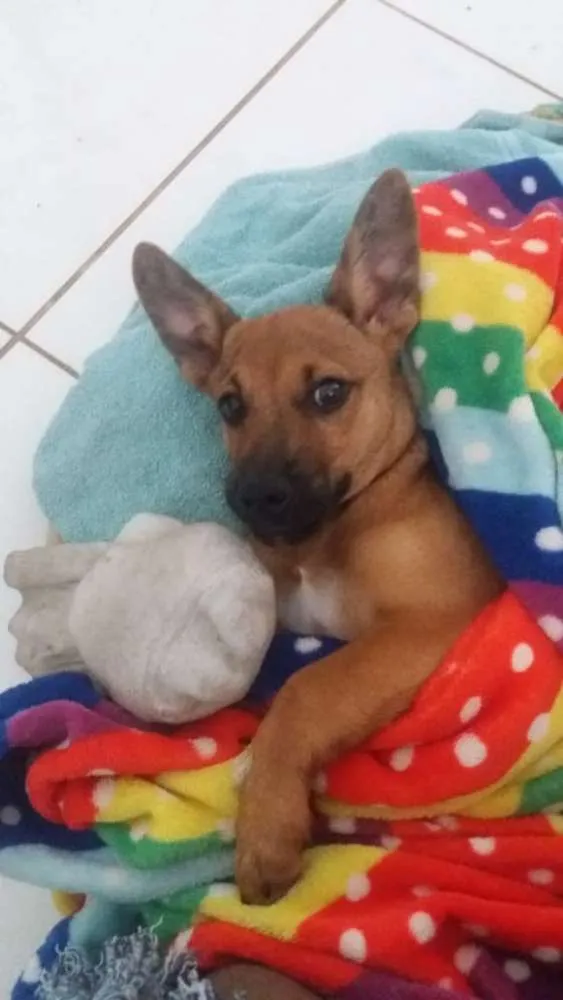 Cachorro ra a Vira lata idade 2 a 6 meses nome Jorginho