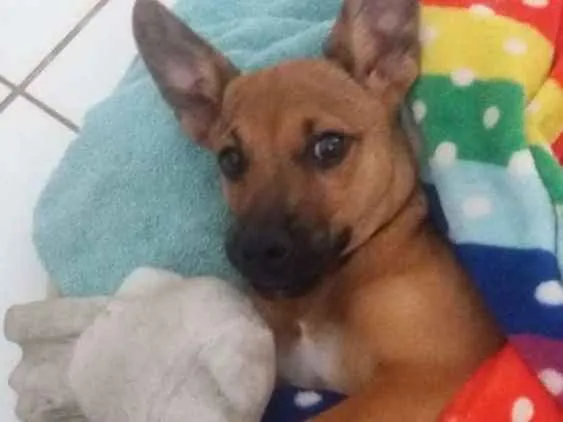 Cachorro ra a Vira lata idade 2 a 6 meses nome Jorginho