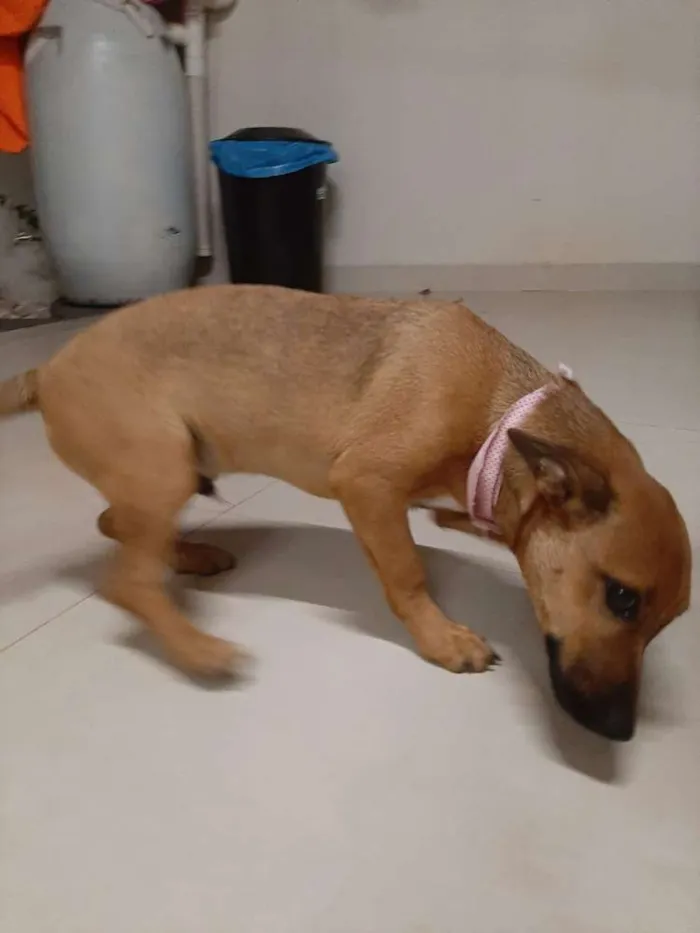 Cachorro ra a Vira lata idade 2 a 6 meses nome Jorginho