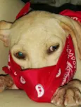 Xuxa