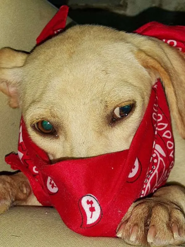 Cachorro ra a SRD idade 2 anos nome Xuxa