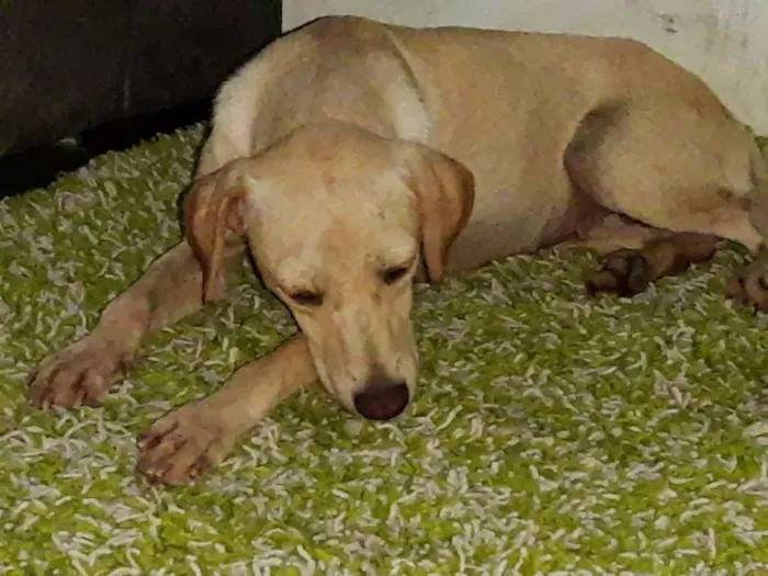 Cachorro ra a SRD idade 2 anos nome Xuxa