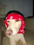 Xuxa