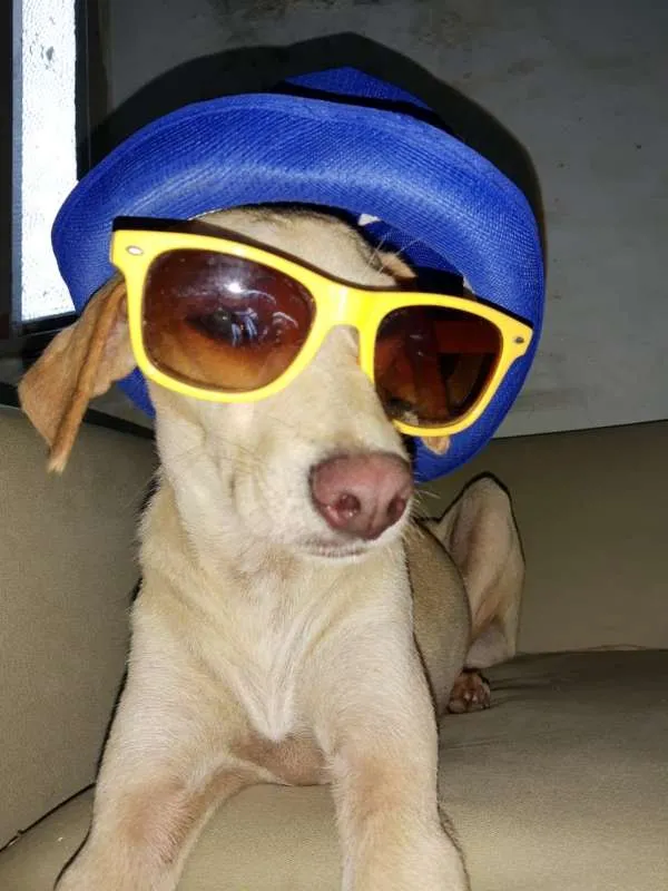 Cachorro ra a SRD idade 2 anos nome Xuxa