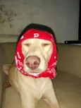 Xuxa