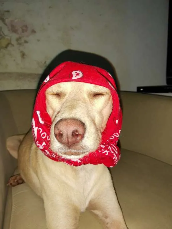 Cachorro ra a SRD idade 2 anos nome Xuxa