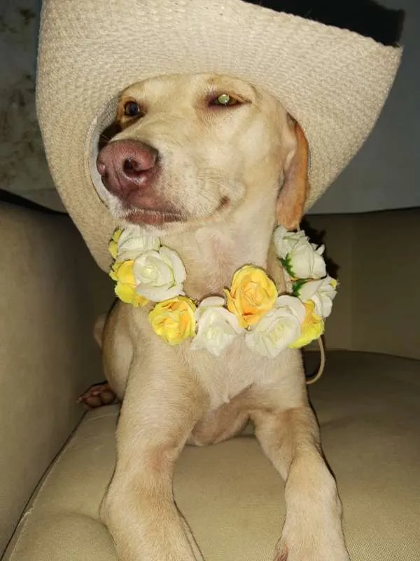 Cachorro ra a SRD idade 2 anos nome Xuxa