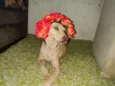 Xuxa