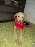 Xuxa