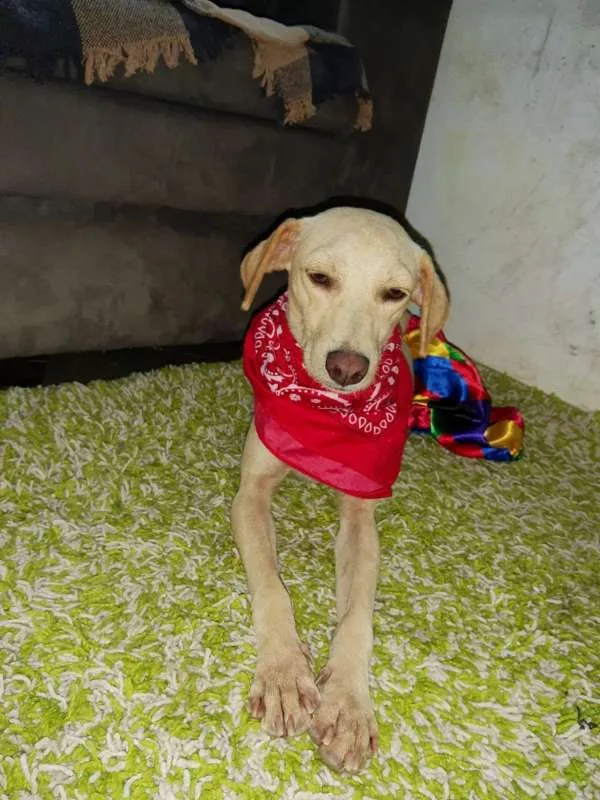Cachorro ra a SRD idade 2 anos nome Xuxa