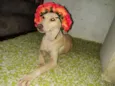 Xuxa