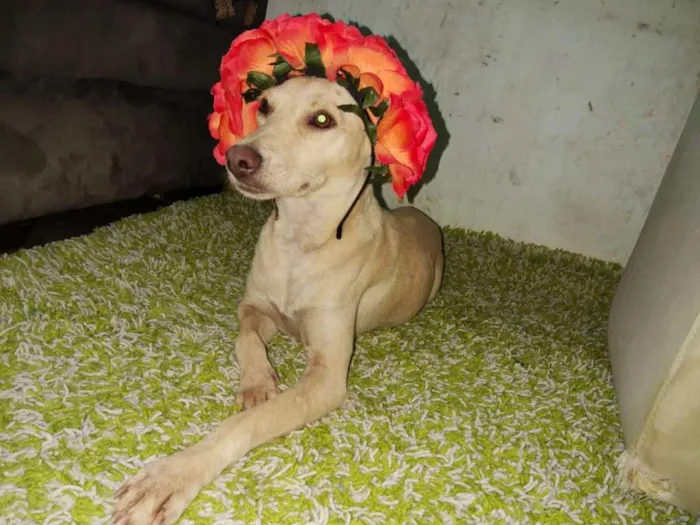 Cachorro ra a SRD idade 2 anos nome Xuxa