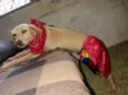 Xuxa