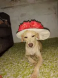 Xuxa
