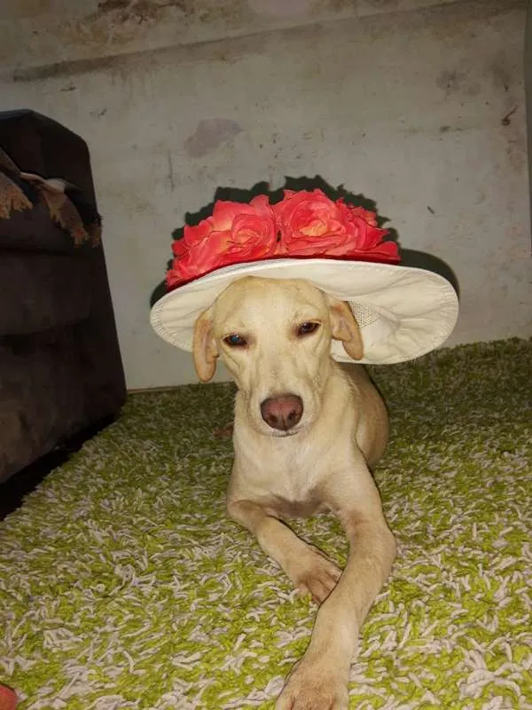 Cachorro ra a SRD idade 2 anos nome Xuxa