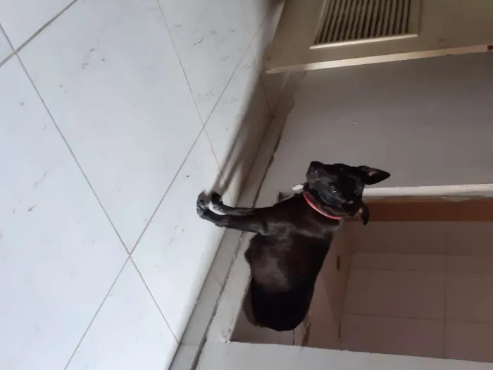 Cachorro ra a Misturado  idade 1 ano nome Zoee