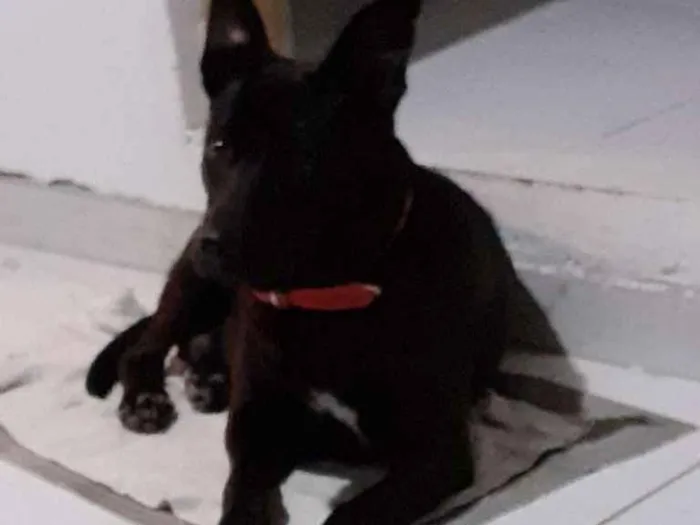 Cachorro ra a Misturado  idade 1 ano nome Zoee