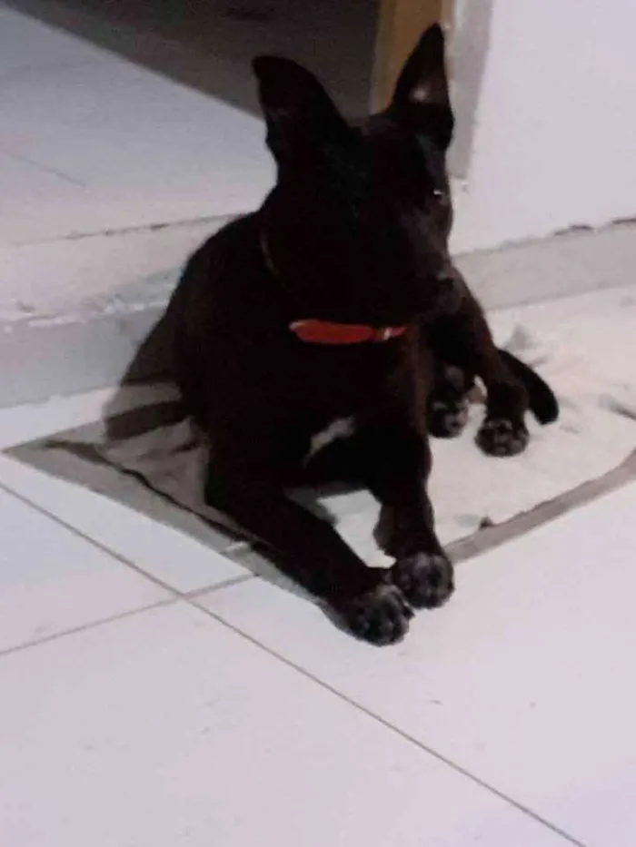 Cachorro ra a Misturado  idade 1 ano nome Zoee