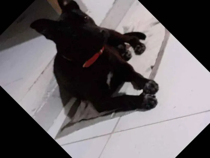 Cachorro ra a Misturado  idade 1 ano nome Zoee