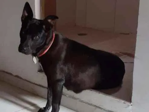 Cachorro ra a Misturado  idade 1 ano nome Zoee