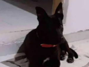 Cachorro raça Misturado  idade 1 ano nome Zoee