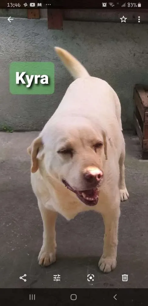 Cachorro ra a LABRADOR idade 6 ou mais anos nome KYRA