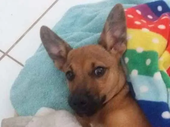 Cachorro ra a Vira lata idade 2 a 6 meses nome Jorginho