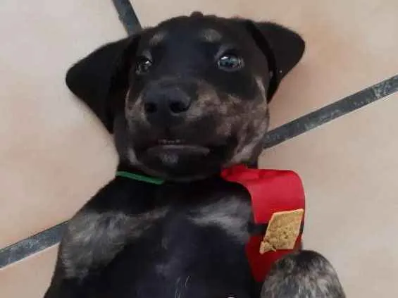 Cachorro ra a Dorberman idade 2 a 6 meses nome Rambo