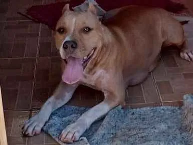 Cachorro ra a Stafordshire Terrier  idade 1 ano nome Hope 