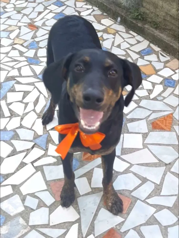 Cachorro ra a Dorberman idade 2 a 6 meses nome Rambo