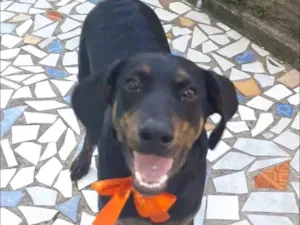 Cachorro raça Dorberman idade 2 a 6 meses nome Rambo