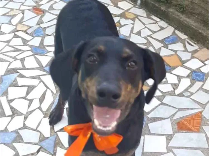 Cachorro ra a Dorberman idade 2 a 6 meses nome Rambo