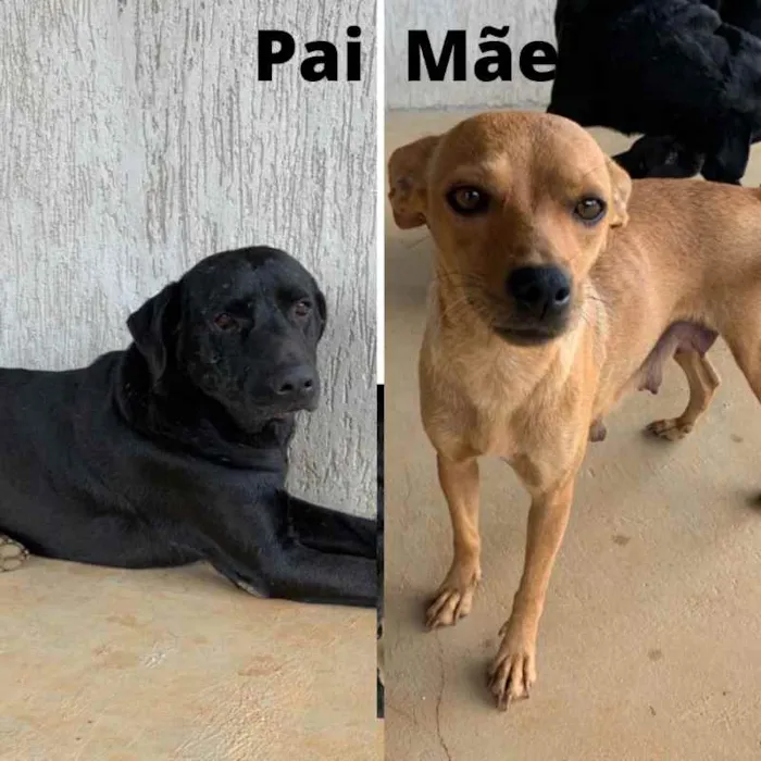 Cachorro ra a SRD idade Abaixo de 2 meses nome Filhote