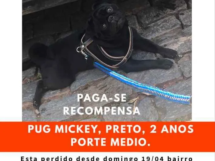 Cachorro ra a Pug idade 2 anos nome Mickey