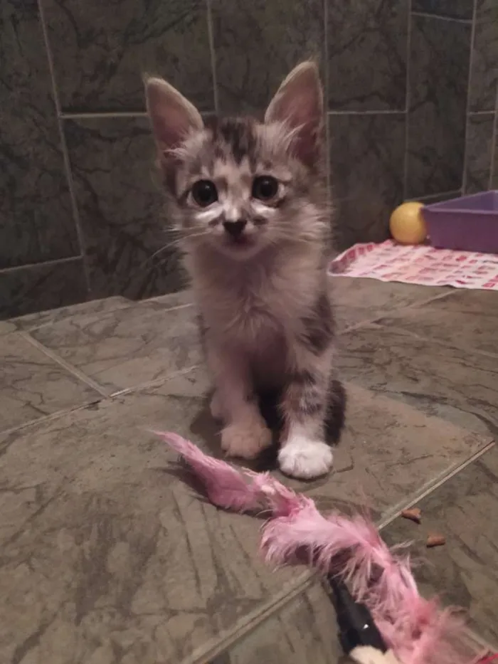 Gato ra a SDR idade Abaixo de 2 meses nome Reizinho
