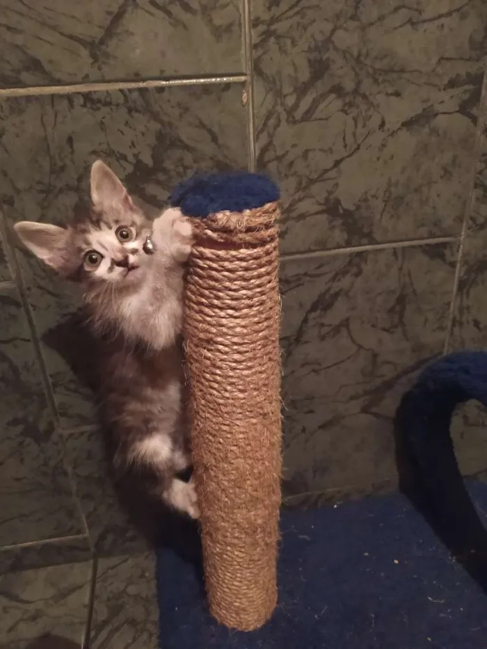 Gato ra a SDR idade Abaixo de 2 meses nome Reizinho