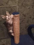 Reizinho