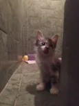 Reizinho