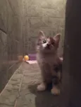 Reizinho