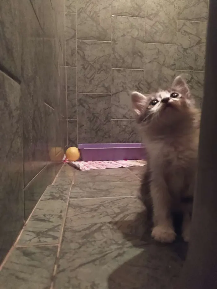 Gato ra a SDR idade Abaixo de 2 meses nome Reizinho