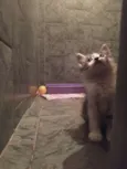 Reizinho