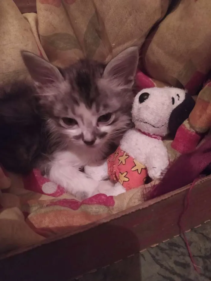 Gato ra a SDR idade Abaixo de 2 meses nome Reizinho