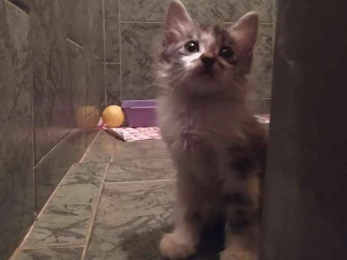 Gato ra a SDR idade Abaixo de 2 meses nome Reizinho