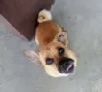 MEL